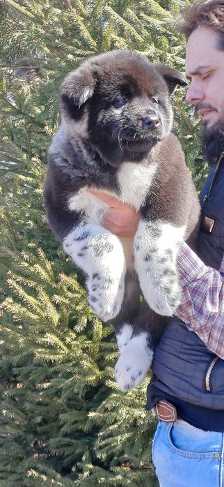 Щенки высокого класса