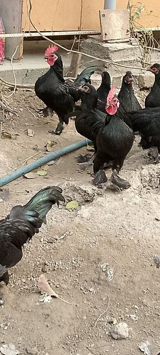 Япон кора милферлар сотилади