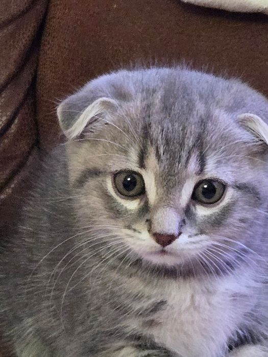 Породистые котята