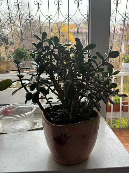 комнатные растения