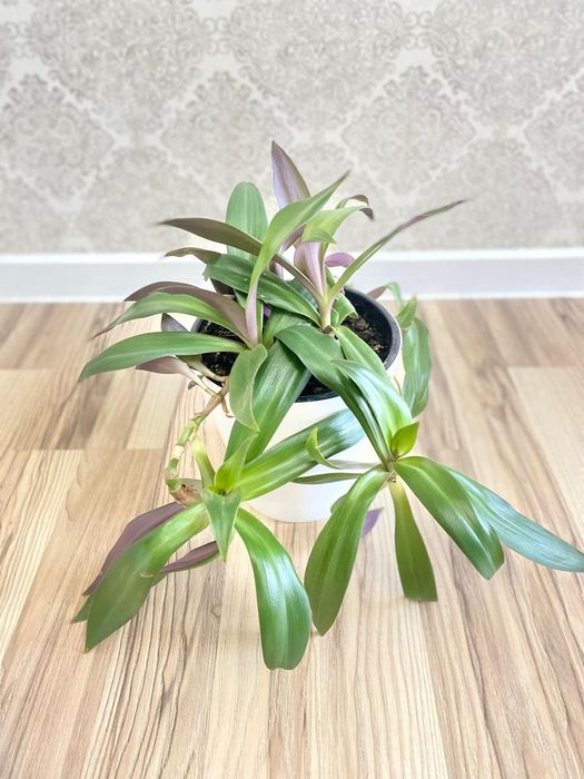 Продам комнатные растения!