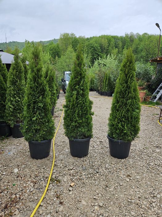 Tuia smaragd de mai multe dimensiuni