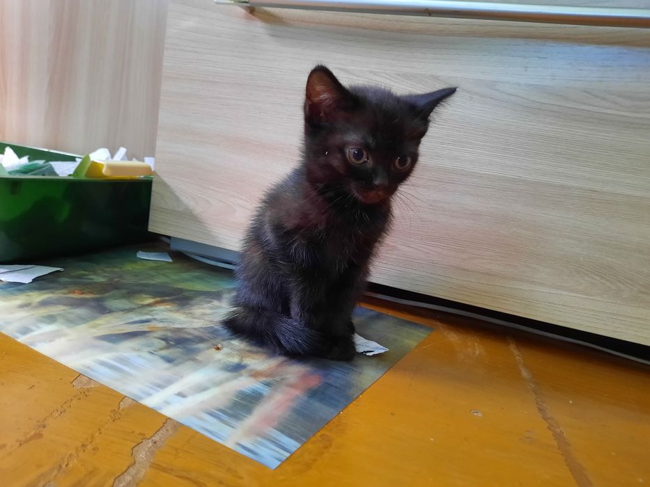 Отдам котенка девочка