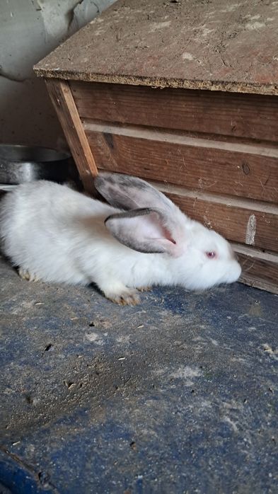 Vând Uriaș de Transilvania