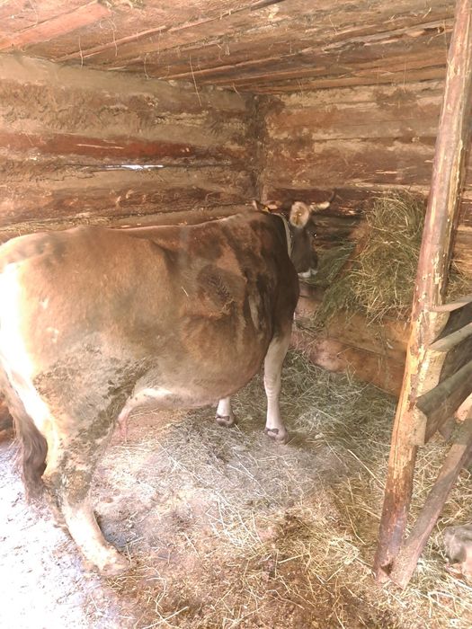 Vând vaca brună de maramures