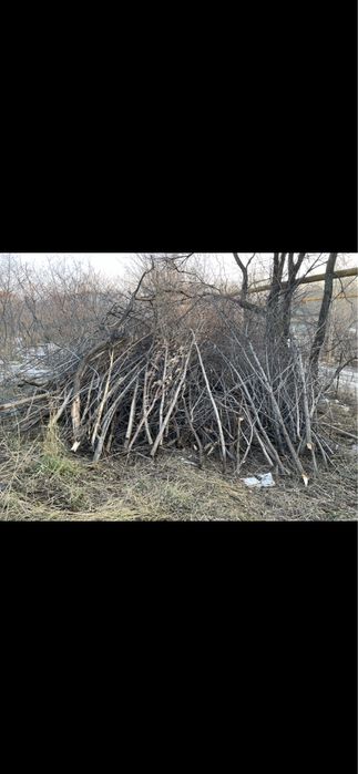 Отдам бесплатно дрова/хворост