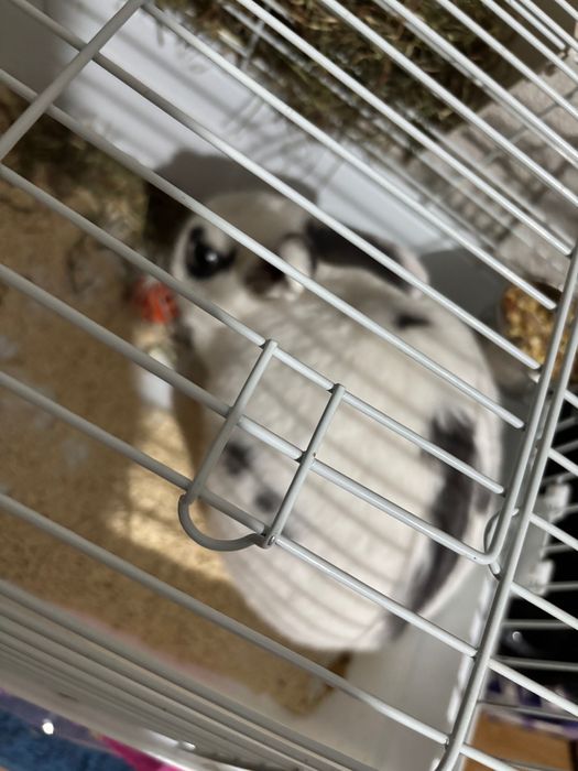 Декоративен заек