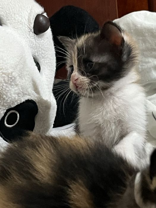 отдам котят в хорошие руки