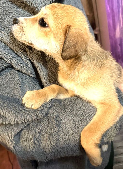 Голди, Хъни и Панда, Орео и Мъфин - от мама лабрадор