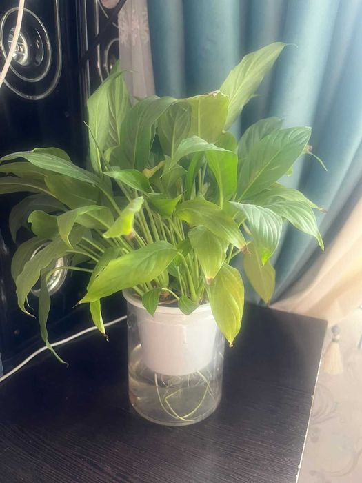 Продаются комнатные цветы