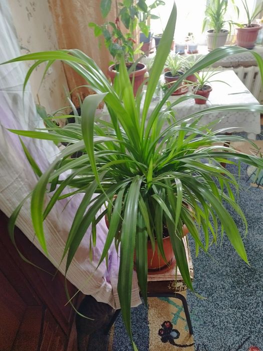 Продам цветы комнатные