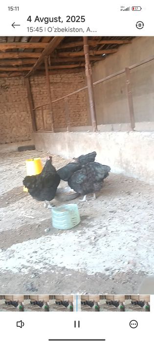 Gigant jersiy tovuqlar sotuvda