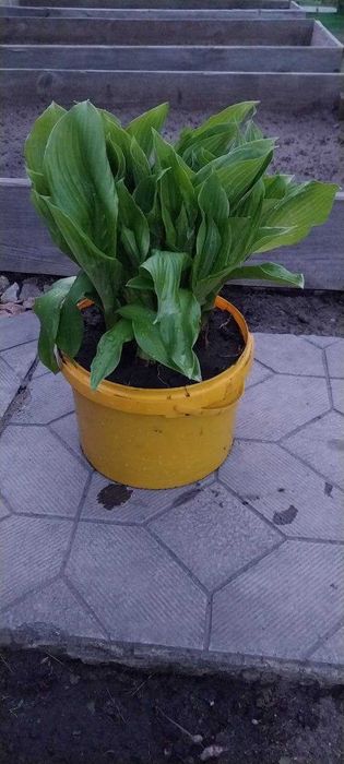 Продам цветы хосты