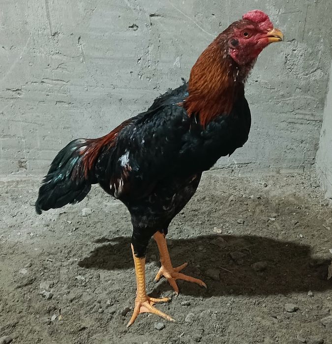 Jo'ja sotiladi zoti karis