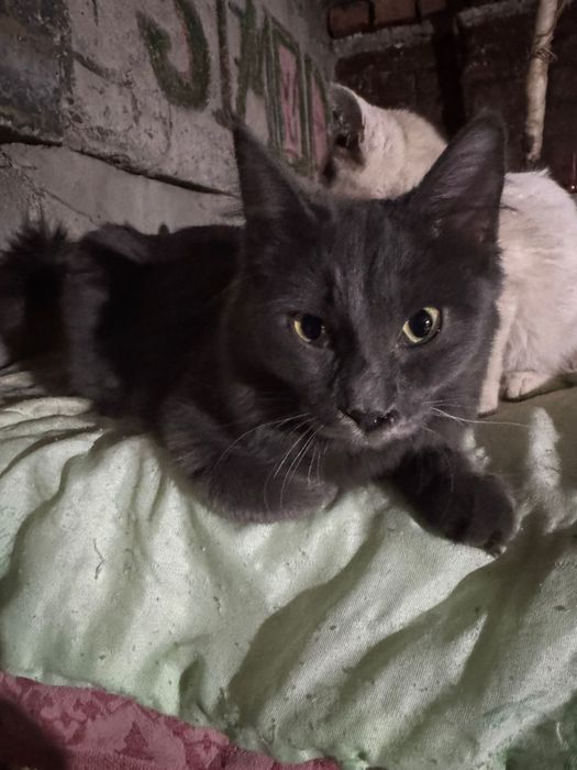 Отдам подростков кошечек и котиков в добрые руки