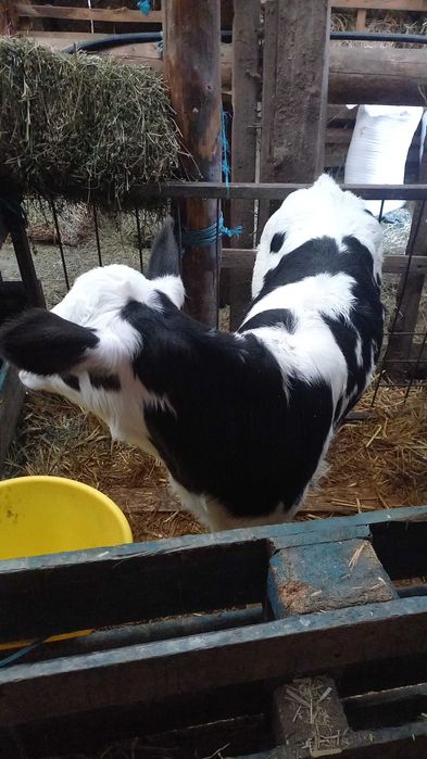 Vând vițele frumoase