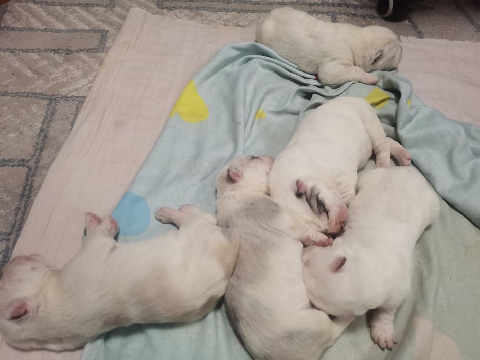 Щенки Алабайчики