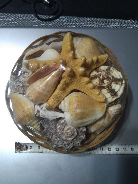 Бронзова камбанка,стара Закачалка,океански ракообразни