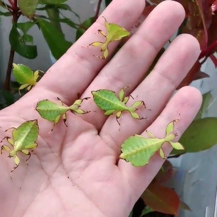 Insecta frunza GIGANT (ouă)