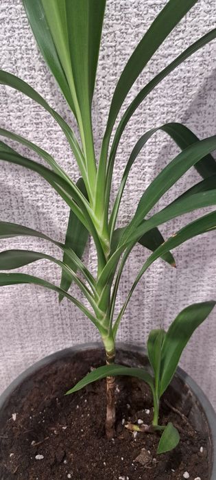 Продам цветок Юкка