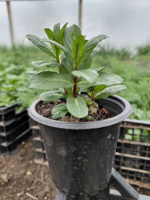 Разсад - Мента, Джоджен, Магданоз, Копър