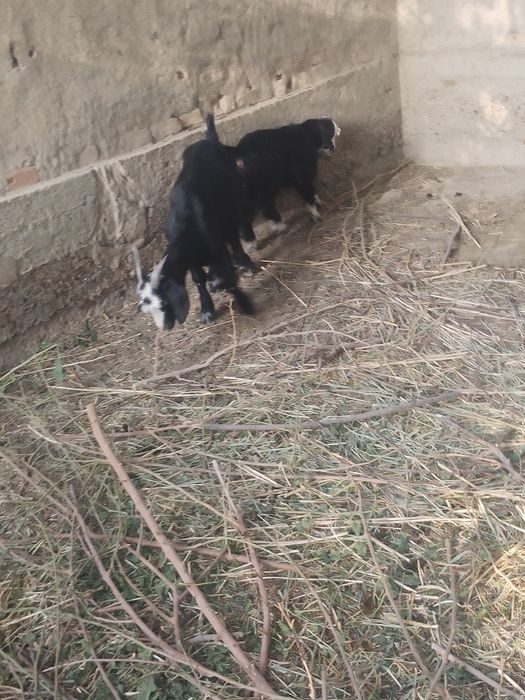 Ona bola echki sotiladi