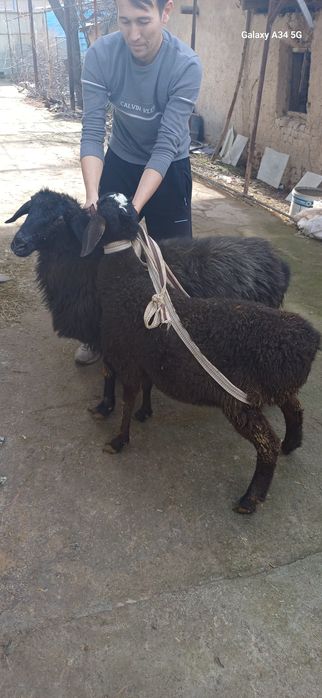 Qo'y sotiladi. 1,5 yosh, qisir, eb ichishiga javob. Продаю ярку. Возра