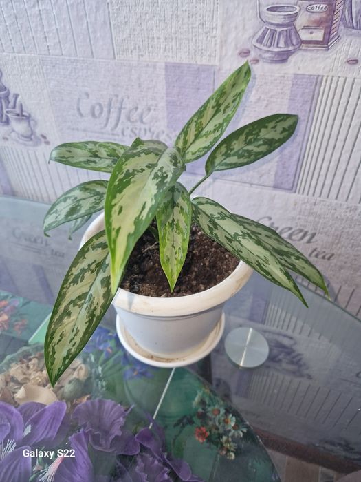 Цветы домашние, Аглаонема.