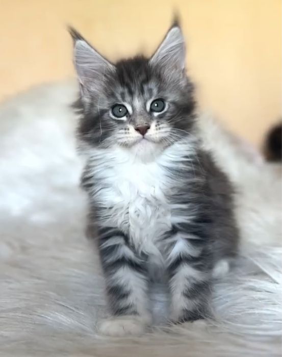 Котята мейн-кун из проф питомника.