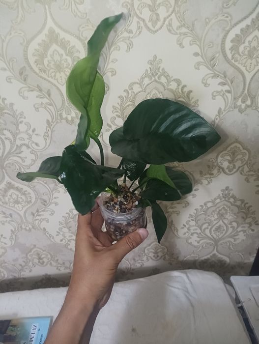 Анубис гигантский