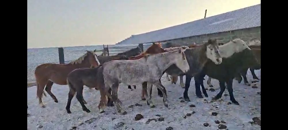 Лошади 32 головы