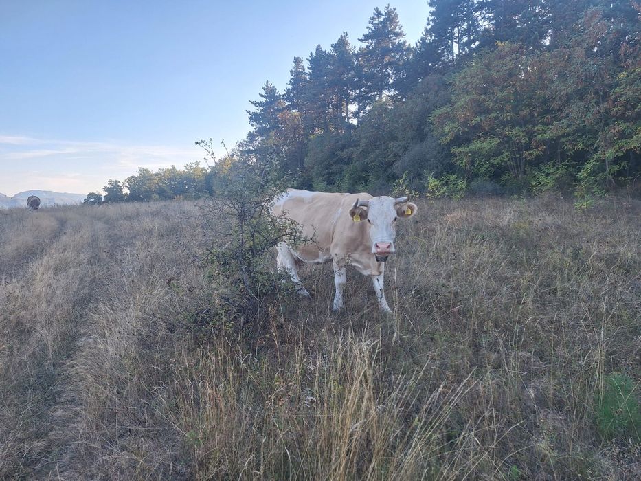 Vind vaca de lapte