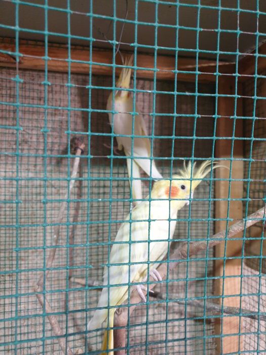 Karela papugay 1 par