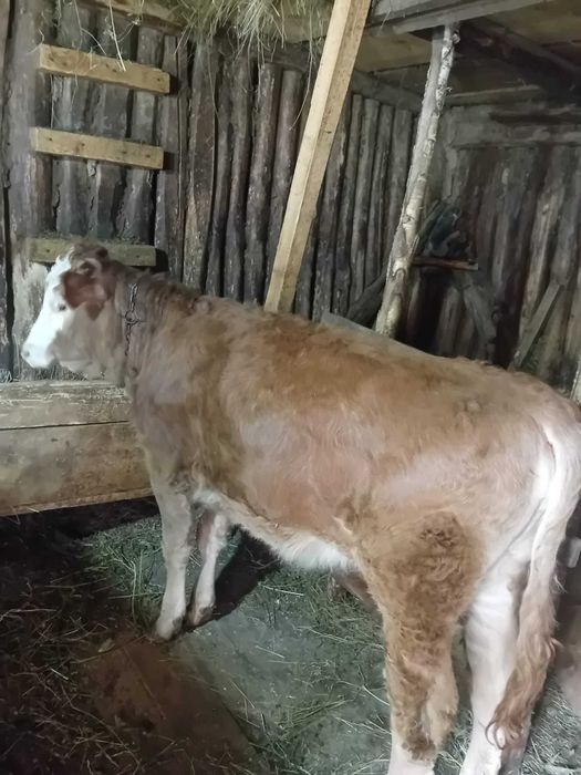 Vand vitica si juninca