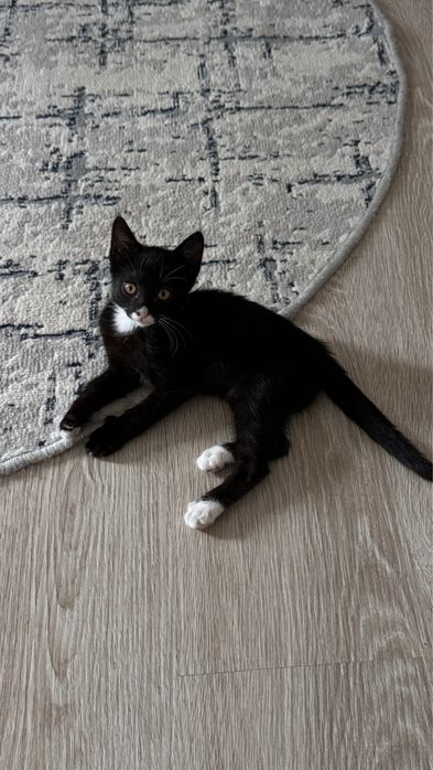Кот отдам бесплатно в добрые руки