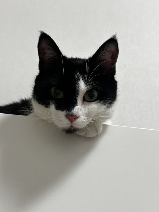 Отдам кота 9 месяцев