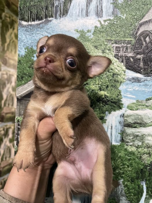 Чихуахуа щенки