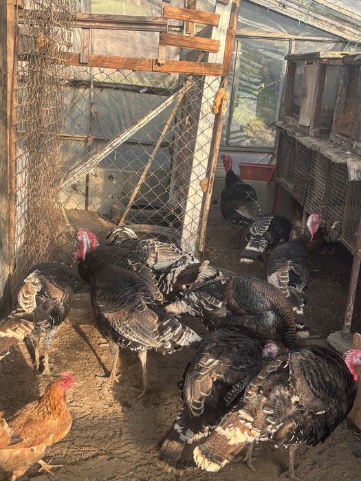 продавам Пуйки Големи