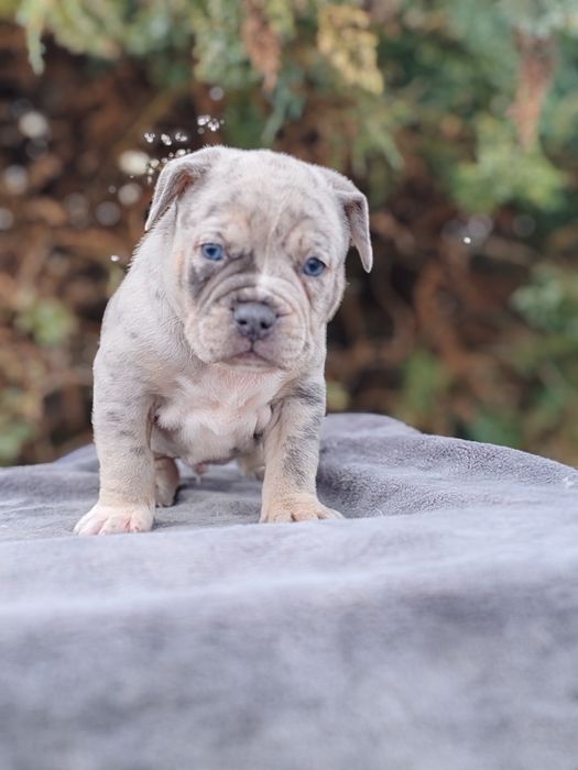 American bully disponibile