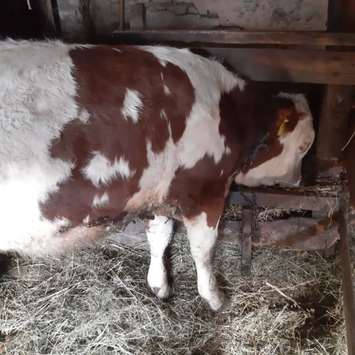 Tauras si vitei export