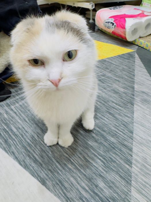 Вислоушка ищет дом!