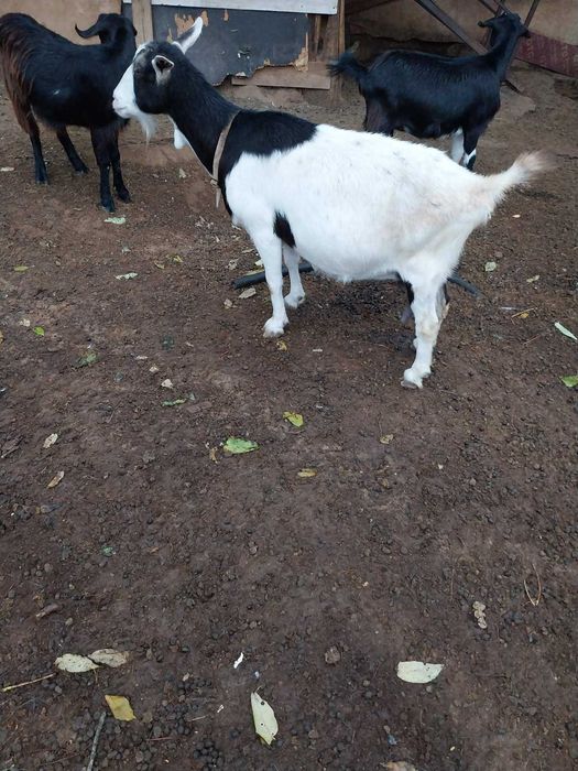 Млади млечни заплодени кози