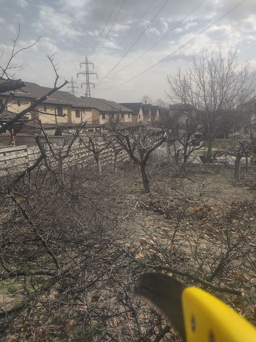 Tăieri pomi fructiferi și vița de vie