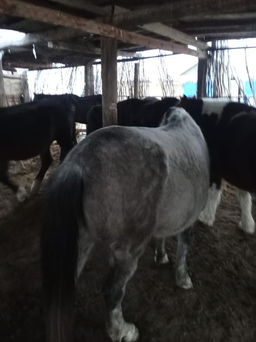 Жылқы малы сатылады..