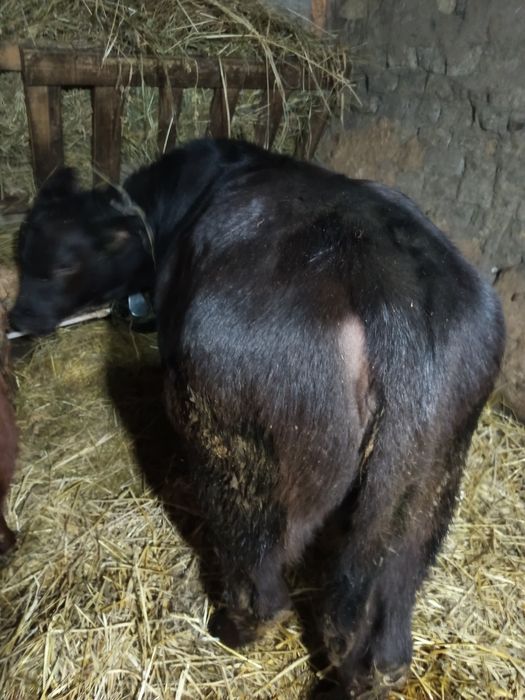 De vînzare doua vitea