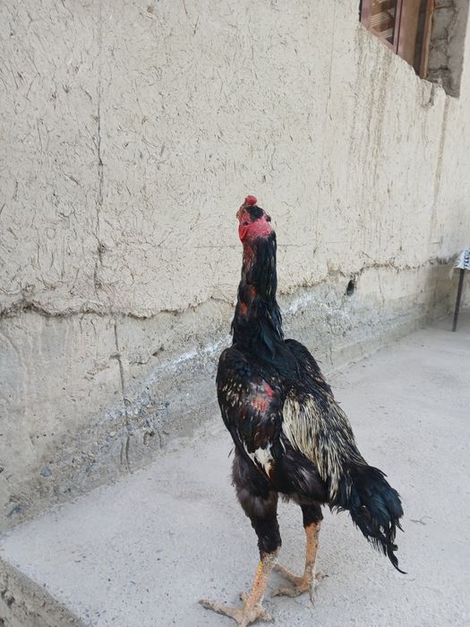 Dakan xo'roz 5kg