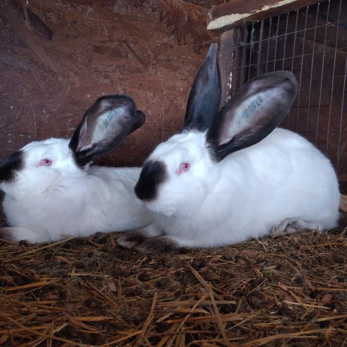 Vând uriaș de Transilvania diferite varste