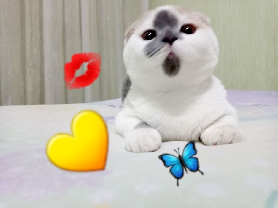 Мушу сотлади хомладор