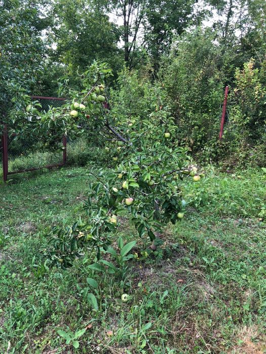 Teren intravilian Telega