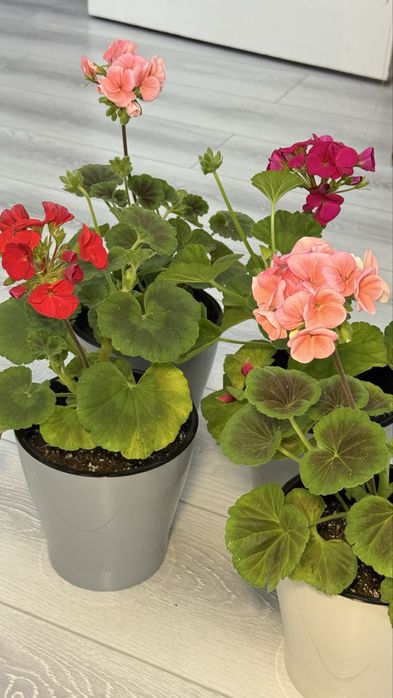 Душистая Герань